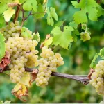 Roero Arneis: in Piemonte un gran vino bianco