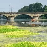 Torino: le piante infestanti nel Po mettono a rischio le risaie