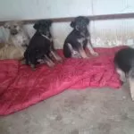 Torino, 7 cuccioli di pastore tedesco sono stati salvati dall’Enpa