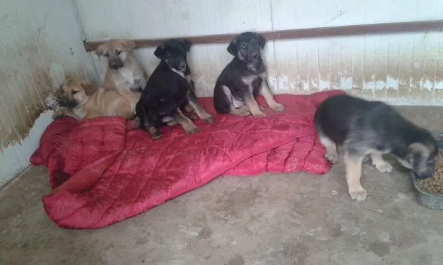 Torino, 7 cuccioli di pastore tedesco sono stati salvati dall'Enpa