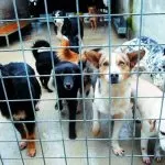 Donazioni al canile di via Germagnano, in arrivo cibo e coperte per gli animali ospitati