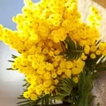 Festa della Donna, il dono della mimosa per le donne fu inventato da una donna piemontese