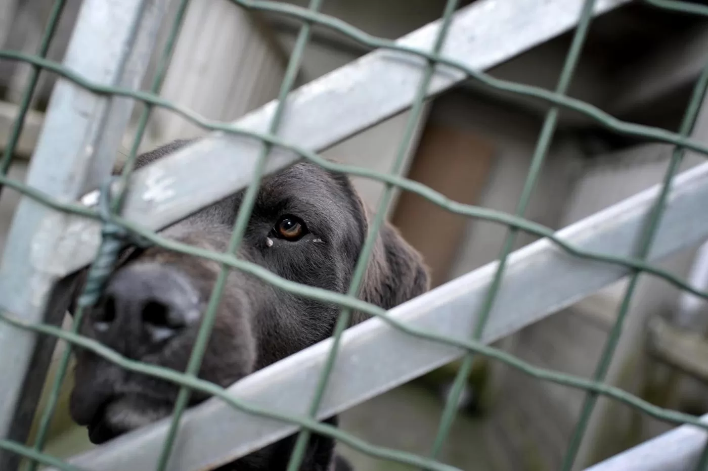 Torino, la Lega del Cane chiude: il canile privato del quartiere Falchera abbandona per mancanza di fondi