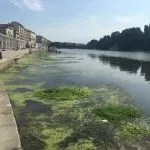 Torino, torna l’incubo alghe nel Po: macchie verdi tra ponti e passerelle sul fiume