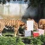 Il bioparco ZOOM Torino festeggia il nono compleanno delle sue tre tigri siberiane