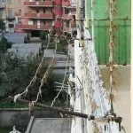 Invasione di libellule a Torino: numerosi balconi ricoperti da migliaia di insetti