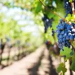Torna Vendemmia a Torino – Grapes in Town, la rassegna che esalta l’eccellenza vitivinicola piemontese