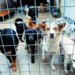Chiude il canile di via Germagnano: gli animali spostati a Grugliasco e in strada Cuorgnè