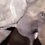 Salvataggio dell’elefante Dumbo: adottato dal circo a Torino
