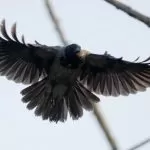 I corvi attaccano i passati a Nichelino: come nel film “Uccelli” di Hitchcock