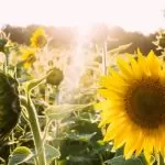 Dove trovare campi di Girasole in Piemonte: le distese dorate del fiore dell’estate
