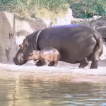 Zoom Torino nome baby hippo, via al contest
