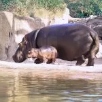 Al Bioparco Zoom arrivano i “Baby Hippo Days” per festeggiare il nuovo cucciolo