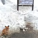 Ritrovato a Mondovì un cagnolino abbandonato sotto la neve.