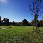 Arrivano 30mila nuovi alberi a Torino: in città nuove aree verdi