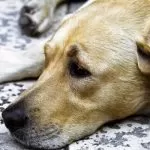 Bocconi killer per i cani a Torino: spugne fritte per ingannare gli animali a Mirafiori Sud