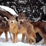 Torna il problema dei lupi in Piemonte: gli animali distruggono allevamenti
