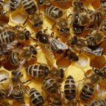 Furto di api a Torino: rubate oltre 100mila api a Ferriera di Buttigliera Alta