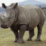 A Torino un rinoceronte bianco: si chiama Rami ed è arrivato a Zoom