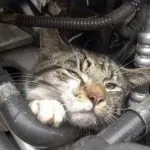 Nichelino, salvato un gatto incastrato nel motore di un auto