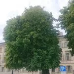 Torino, un albero pericolante verrà abbattuto in piazza Carlo Emanuele II