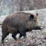 In Piemonte un cinghiale uccide un cacciatore: 74enne morto dopo aver ferito l’animale