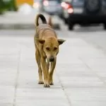 Torino, un piano per i cani randagi dell’Arrivore