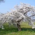 Torino, un bosco di ciliegi giapponesi al parco Piredda