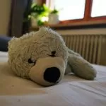 Venaria, smarrito un orsetto di peluche: il proprietario offre 200€ a chi lo riconsegnerà