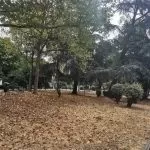 I parchi di Torino trasformati dal caldo: il verde pubblico si tinge di giallo