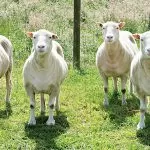A Nichelino le pecore taglieranno l’erba nei cortili delle scuole