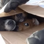 Crescentino: trovati tre cagnolini davanti a un’Ecostaizone