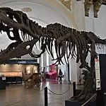 Museo di Scienze Naturali di Torino: l’apertura sarà nel 2023