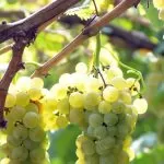 Piemonte: Erbaluce viene eletto vitigno dell’anno 2023