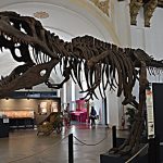 Riapertura del museo di scienze Naturali di Torino: la data è dicembre 2023