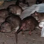 Troppi topi a Porta Susa: allarme per la salute pubblica e  per il turismo