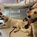 Pet Therapy al Regina Margherita: i cani tornano in aiuto dei piccoli pazienti