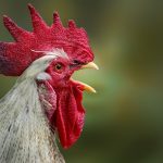 Un gallo a Luserna San Giovanni: quando il canto mattutino diventa un problema