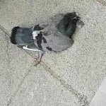 Ritrovati a Parella diversi piccioni morti: si indaga su un possibile avvelenamento