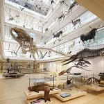 Riapertura del Museo di Scienze Naturali di Torino il 12 gennaio 2024