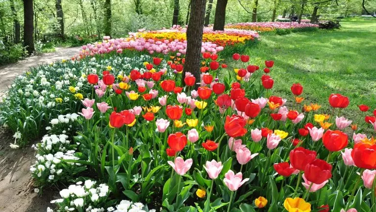 viale con tulipani gialli e rossi