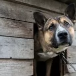 Il Piemonte dice addio alla catena per cani: più diritti per gli animali